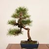 �ߺ� �����Ϲ���*������ ����ʪ  �����ޤġ������ޥġ�Kuromatsu bonsai �����ߺ�