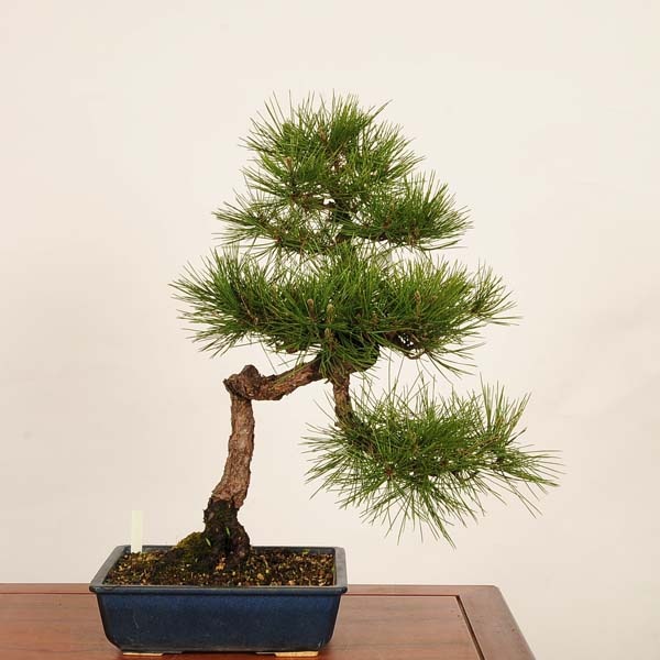盆栽 ：三河黒松* 現品 一点物 くろまつ クロマツ Kuromatsu bonsai 中