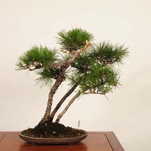 �ߺ� �����Ϲ�����*������ ����ʪ  �����ޤġ������ޥġ�Kuromatsu bonsai �����ߺ�