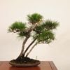 �ߺ� �����Ϲ�����*������ ����ʪ  �����ޤġ������ޥġ�Kuromatsu bonsai �����ߺ�