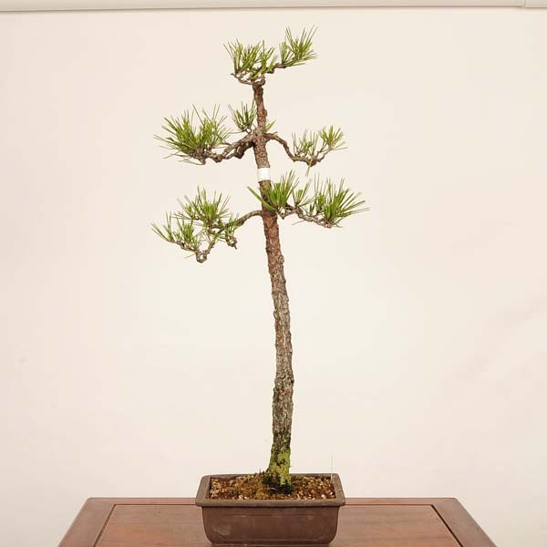 �ߺ� �����Ϲ���*������ ����ʪ  �����ޤġ������ޥġ�Kuromatsu bonsai �����ߺ�
