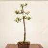 �ߺ� �����Ϲ���*������ ����ʪ  �����ޤġ������ޥġ�Kuromatsu bonsai �����ߺ�