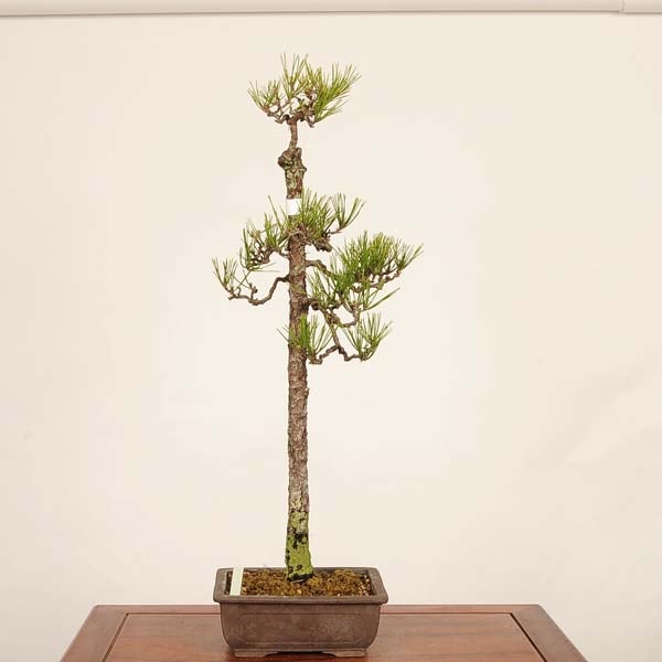 �ߺ� �����Ϲ���*������ ����ʪ  �����ޤġ������ޥġ�Kuromatsu bonsai �����ߺ�