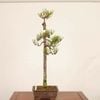�ߺ� �����Ϲ���*������ ����ʪ  �����ޤġ������ޥġ�Kuromatsu bonsai �����ߺ�