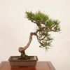 �ߺ� �����Ϲ���*(ȭ����ͭ)������ ����ʪ  �����ޤġ������ޥġ�Kuromatsu bonsai �����ߺ�