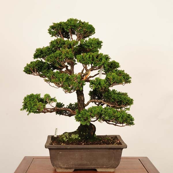 �ߺ� �������Ż�ɰ�ʤҤΤ��ˡ�����*���ҥΥ���hinoki bonsai  �����ߺ� �緿��ޥ������� 