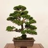 �ߺ� �������Ż�ɰ�ʤҤΤ��ˡ�����*���ҥΥ���hinoki bonsai  �����ߺ� �緿��ޥ������� 