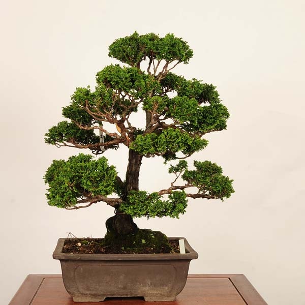 盆栽 特選：津山桧（ひのき） 現品* ヒノキ hinoki bonsai 大品盆栽