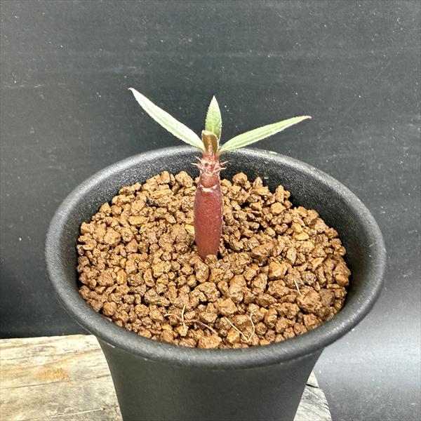 コーデックス：パキポディウム バロニー 国内実生*ミニ 塊根幅0.5cm