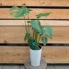 ���տ�ʪ����󥹥ƥ� �ǥꥷ������*�ǥꥷ���� 4�� Monstera deliciosa