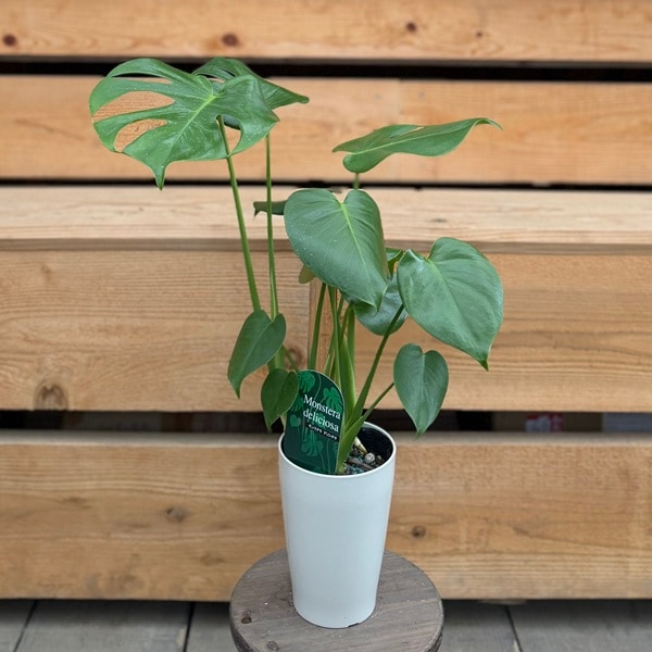 観葉植物：モンステラ デリシオーサ*デリシオサ 4号 Monstera