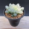 ¿����ʪ���ϥ��������S��ǻ�Х��֥ġ�����*��6��������ʡ����ʸ¤�