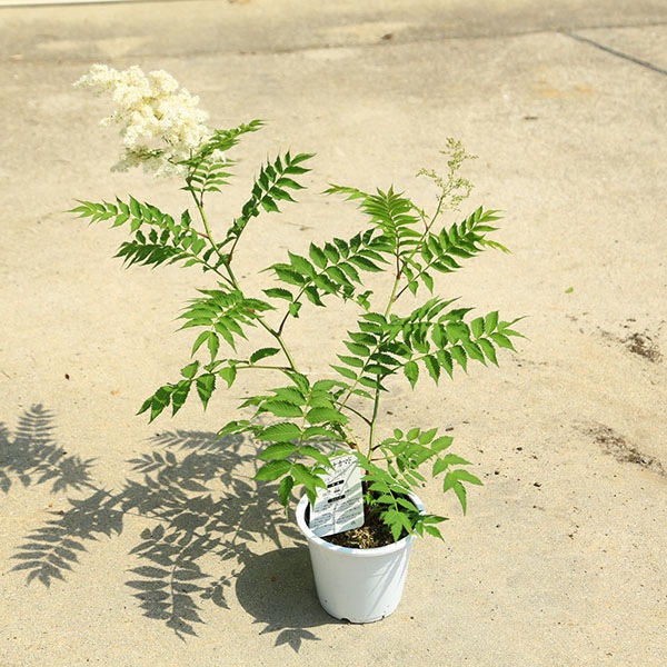 チンシバイ　庭ナナカマド 超大苗 庭木・植木 苗：ニワナナカマド（珍珠梅）チンシバイ 5号 *にわ