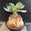 ���ò��������ǥå������֡��ե��󡡥ϥ��ޥ󥽥��ǥ�*����25cm�����ʡ����ʸ¤ꡡ��ȯ����