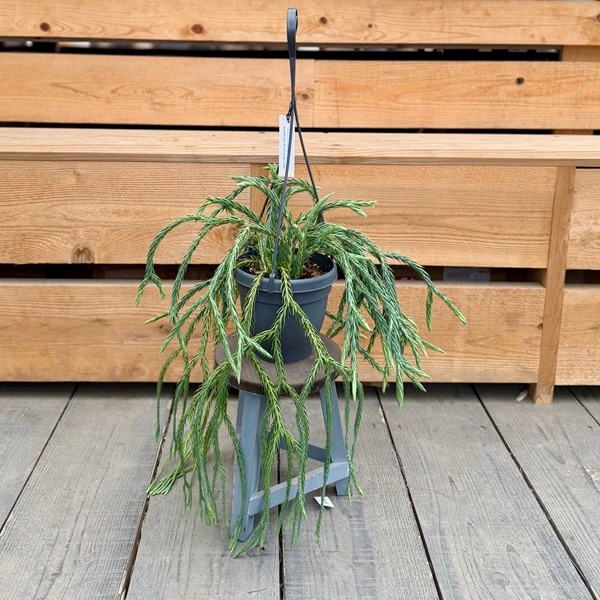 観葉植物：フペルジア カリナータ*5号吊り Huperzia | すべての商品