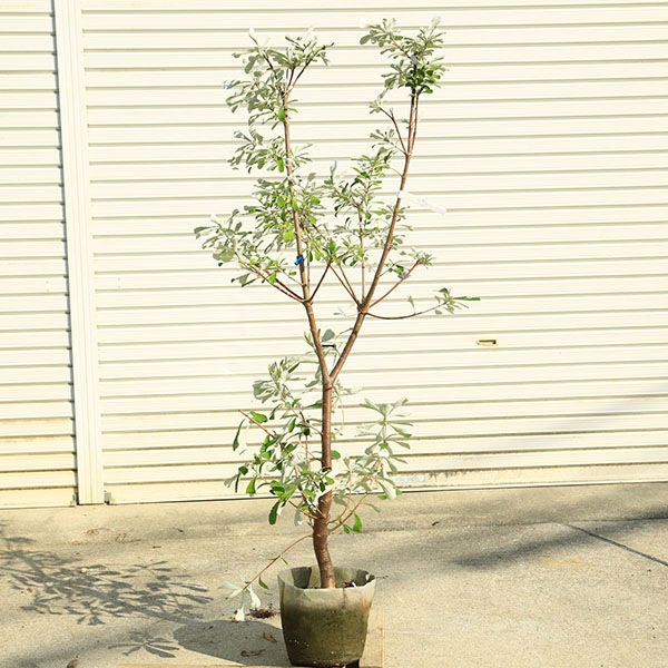 苗木・植木 バンクシアコースト 大株 140cm