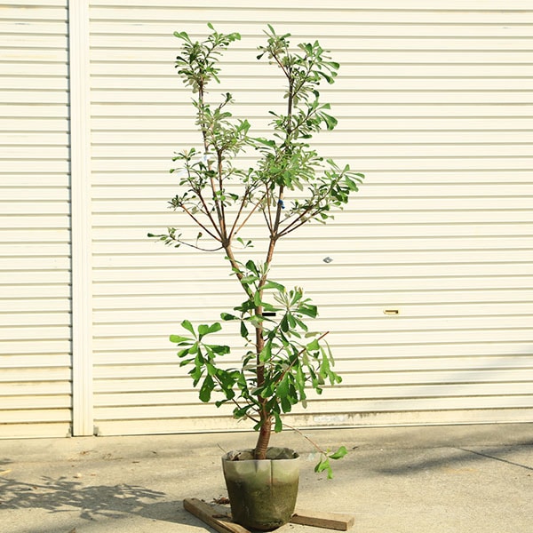 バンクシアコースト　大株 140cm 現品庭木 植木：バンクシア コースト*樹高 約140cm 全高 約160cm