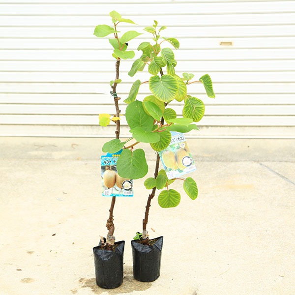 キウイの苗木接木大苗4点セット 庭木・植木・果樹苗：キウイの苗 接ぎ木4年生 大苗 オス木 お選び
