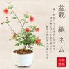 �ߺϡ���ͥ�����;���ȭ��*�Ҥͤ�ҥͥ�Ʋֹ紿�ڰ�Ƥ��ߺ�ȭ���� bonsai