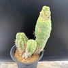 ���ܥƥ󡧥ȥꥳ���쥦�� ����� ����*��13.5cm�����ʡ����ʸ¤�