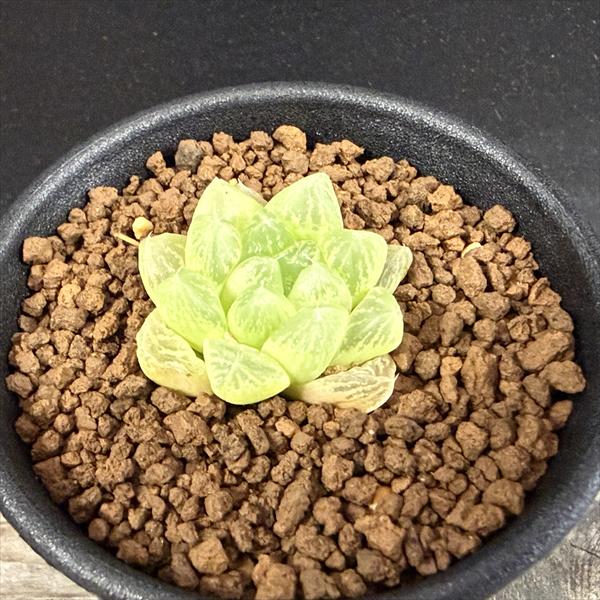 多肉植物：ハオルチア オブツーサ アポロン*幅3cm | すべての商品