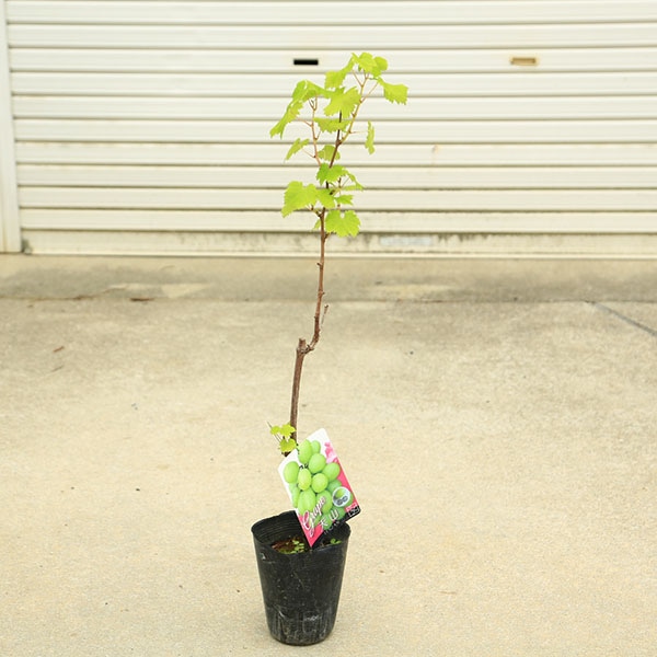 庭木・植木・果樹：ぶどう 苗 天山葡萄 *樹高70cm | すべての商品