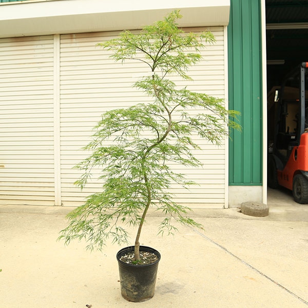 特選庭木・植木：青しだれもみじ（青枝垂れ紅葉）シダレモミジ 9号