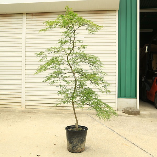 特選庭木・植木：青しだれもみじ（青枝垂れ紅葉）シダレモミジ 9号