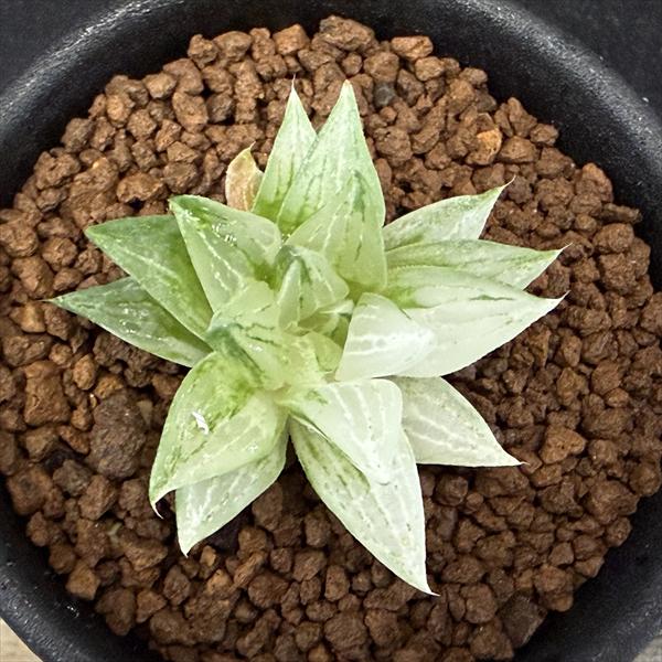 多肉植物：ハオルチア 氷砂糖*幅3.5cm | サボテン＆多肉植物,多肉