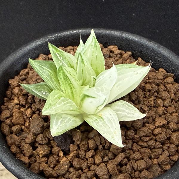 多肉植物：ハオルチア 氷砂糖*幅3.5cm | サボテン＆多肉植物,多肉