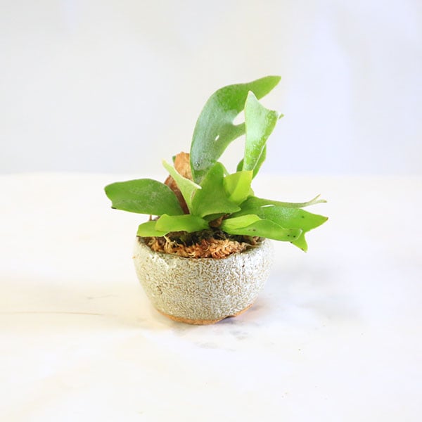 和モダン 盆栽屋さんの観葉植物：ビカクシダ コウモリラン