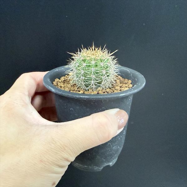 サボテン：ロビオプシス （O氏）*幅3cm | すべての商品 | 遊恵盆栽 本店
