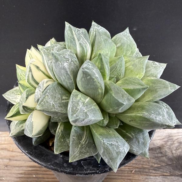 ☆特価☆多肉植物：ハオルチア コンプトニアナ錦*幅12cm 現品！一品