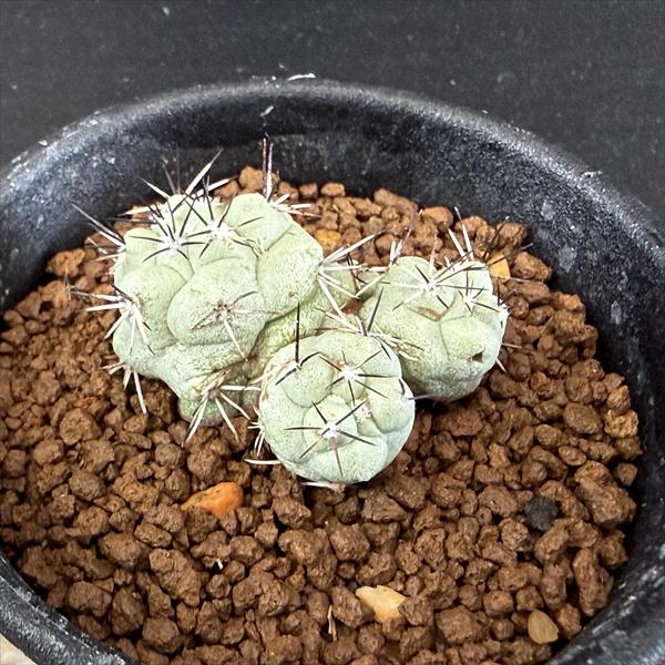 ���ܥƥ󡧥���ƥ��������� �ޥ��ɥ��꡼������*��3.5cm�����ʡ����ʸ¤�