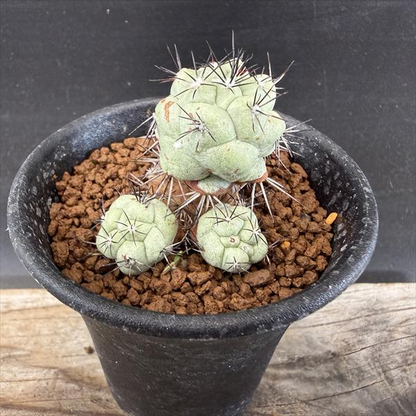 ���ܥƥ󡧥���ƥ��������� �ޥ��ɥ��꡼������*��4cm�����ʡ����ʸ¤�