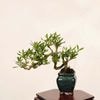 �ߺϡ����(������)*���� ����ʪ �����ʤ� �����ʥ� kuchinashi bonsai �ߥ��ߺ�