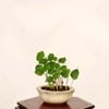 �ߺϡ��Ϥޤܤ��ʥϥޥܥ���*���� ���� ����ʪ  Hibiscus hamabo bonsai �ߥ��ߺ�