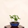 �ߺϡ��Ϥޤܤ��ʥϥޥܥ���*���� ���� ����ʪ  Hibiscus hamabo bonsai �ߥ��ߺ�