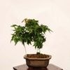 �ߺϡ���ɱ���ա�����*����ʪ ��ߤ�����ߥ���Momiji bonsai �����ߺ�