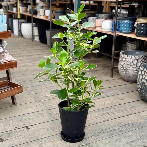 観葉植物：斑入り クルシア ロゼア*7号 | すべての商品 | 遊恵盆栽 本店