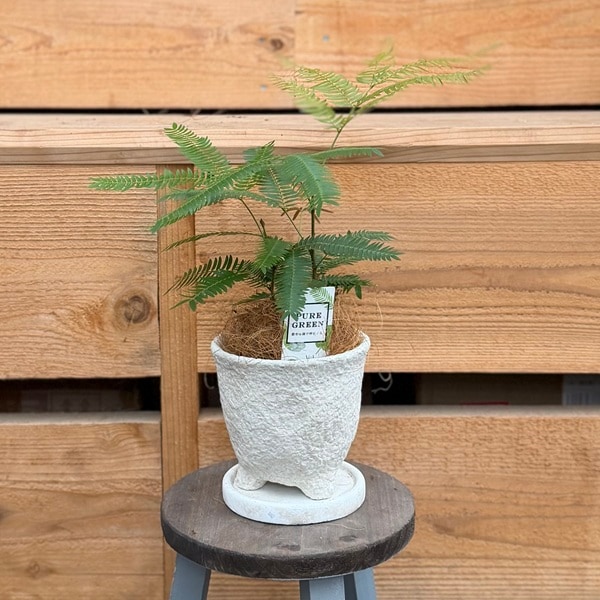 観葉植物：エバーフレッシュ 鉢植え 受皿付*ココヤシ飾り ねむの木