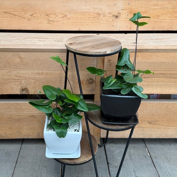 観葉植物 鉢色選べます：ハートファン 鉢植え*受皿付 ハートファーン