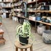 ���տ�ʪ������󥸥� �������ץ��� �����꡼�����* 5�� �ߤ�ȭ �����ץ��� Tillandsia Curly Slim