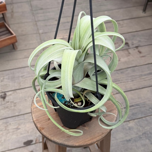 観葉植物：チランジア エアープランツ カーリースリム* 5号 吊り鉢