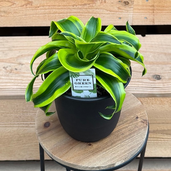 観葉植物：ドラセナ トルネード*プラポット | すべての商品 | 遊恵盆栽
