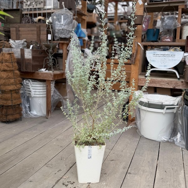 観葉植物：ホワイトソルトブッシュ*7号 ラゴディア オージープランツ