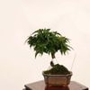 �ߺϡ���ɱ���ա�����*����ʪ ��ߤ�����ߥ���Momiji bonsai �����ߺ�