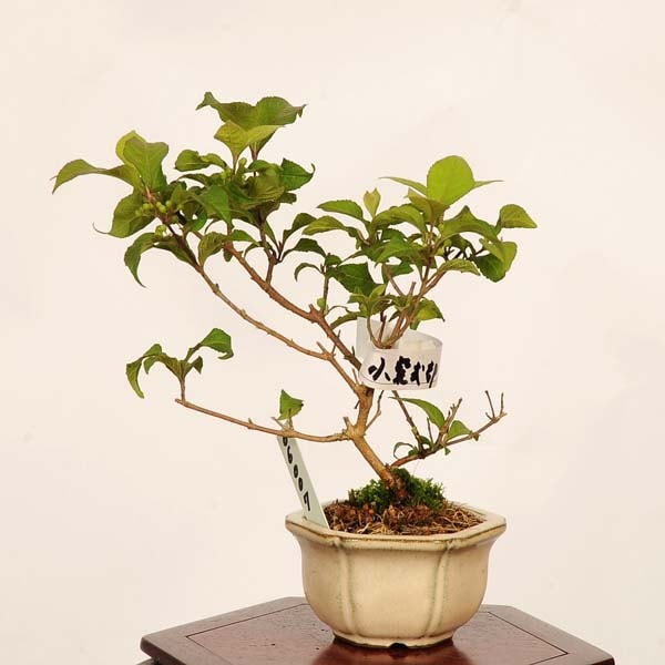 盆栽：小紫式部(こむらさきしきぶ)現品*一点物 ムラサキシキブ