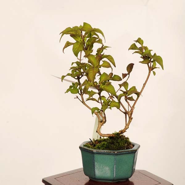 盆栽：小紫式部(こむらさきしきぶ)現品*一点物 ムラサキシキブ