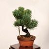 �ߺϡ�������վ�*���� ����ʪ ���褦�ޤġ����襦�ޥġ�Goyoumatsu bonsai �����ߺ�